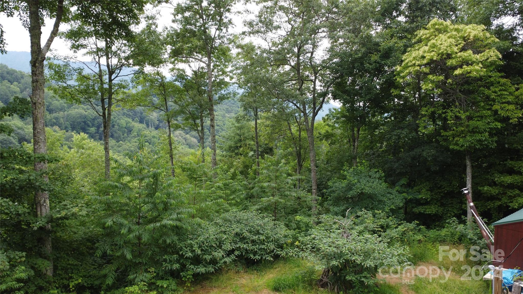 a view of a lush green forest