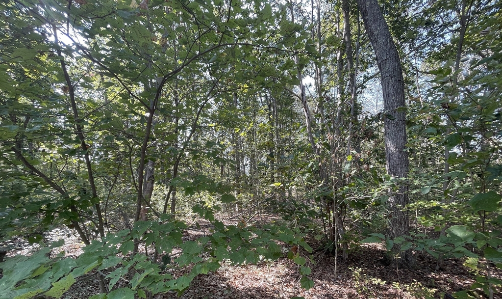 a view of a forest with lots of trees