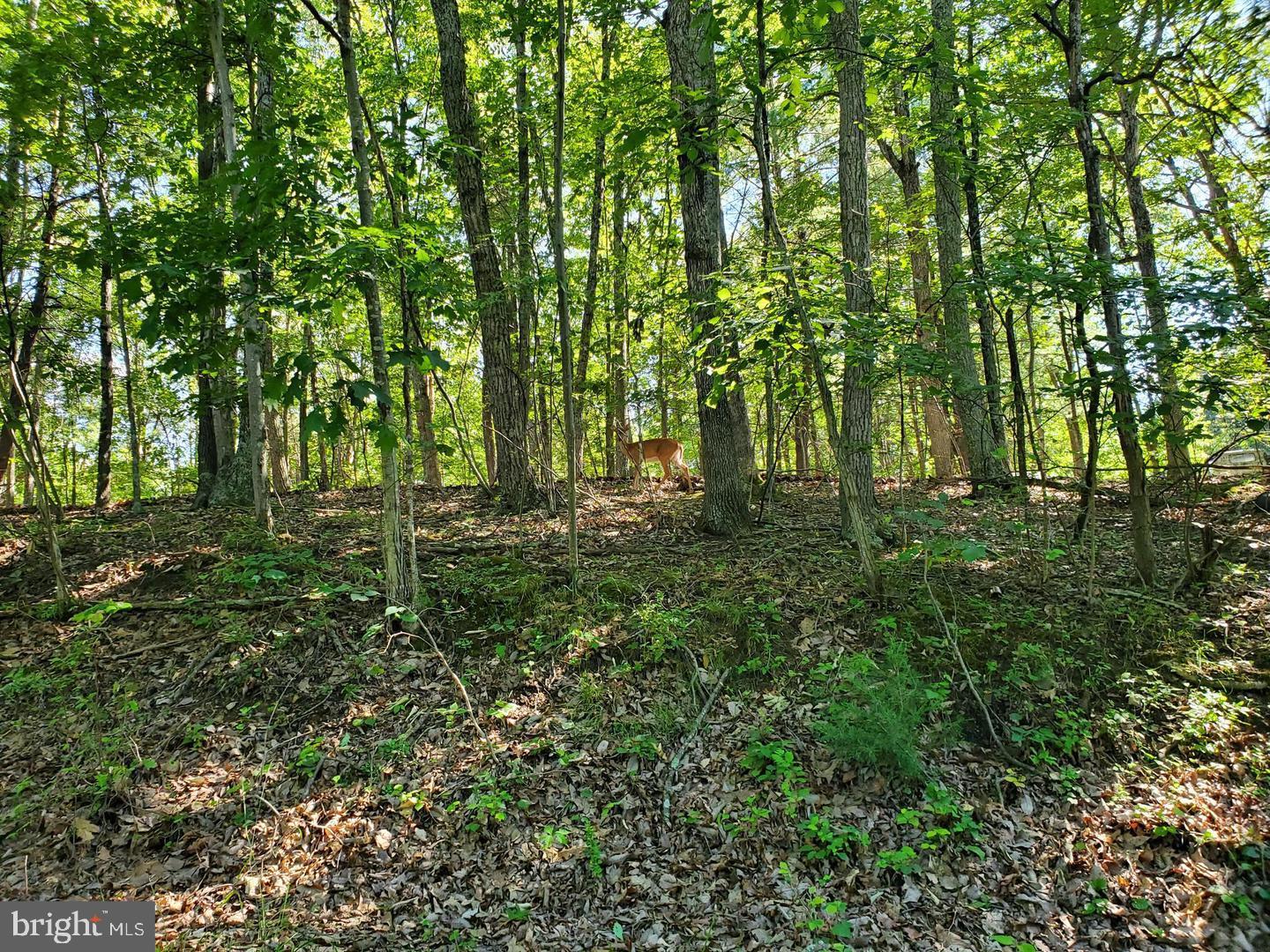 a big yard with lots of green space and deers