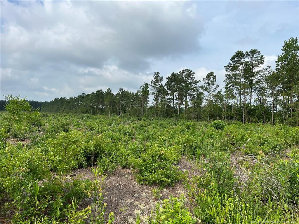 a view of a green field with lots of bushes