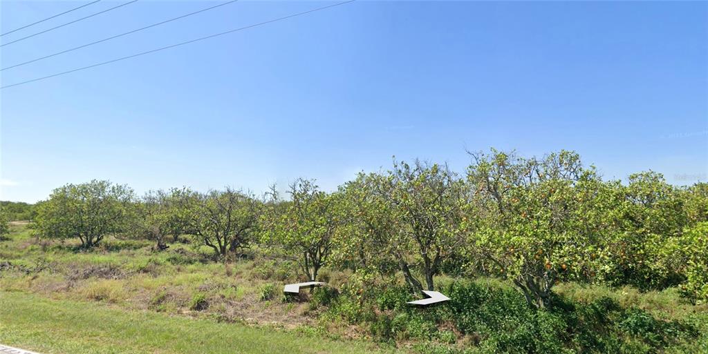 a view of a yard with a tree