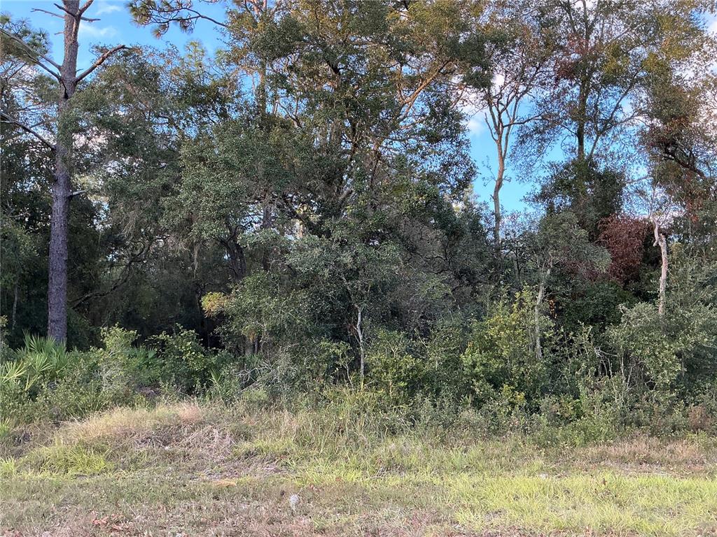 a view of a forest with trees