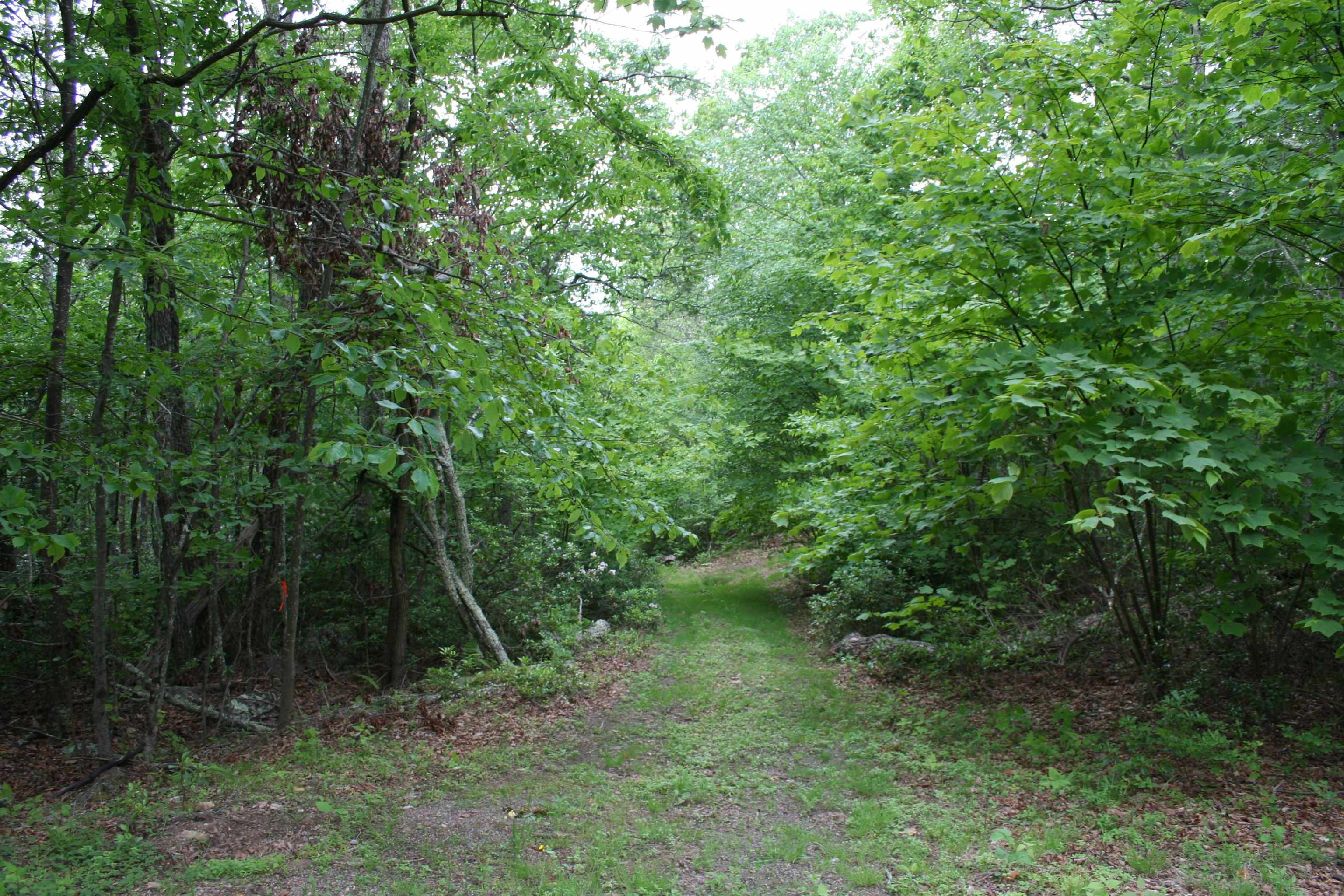 a view of a lush green forest