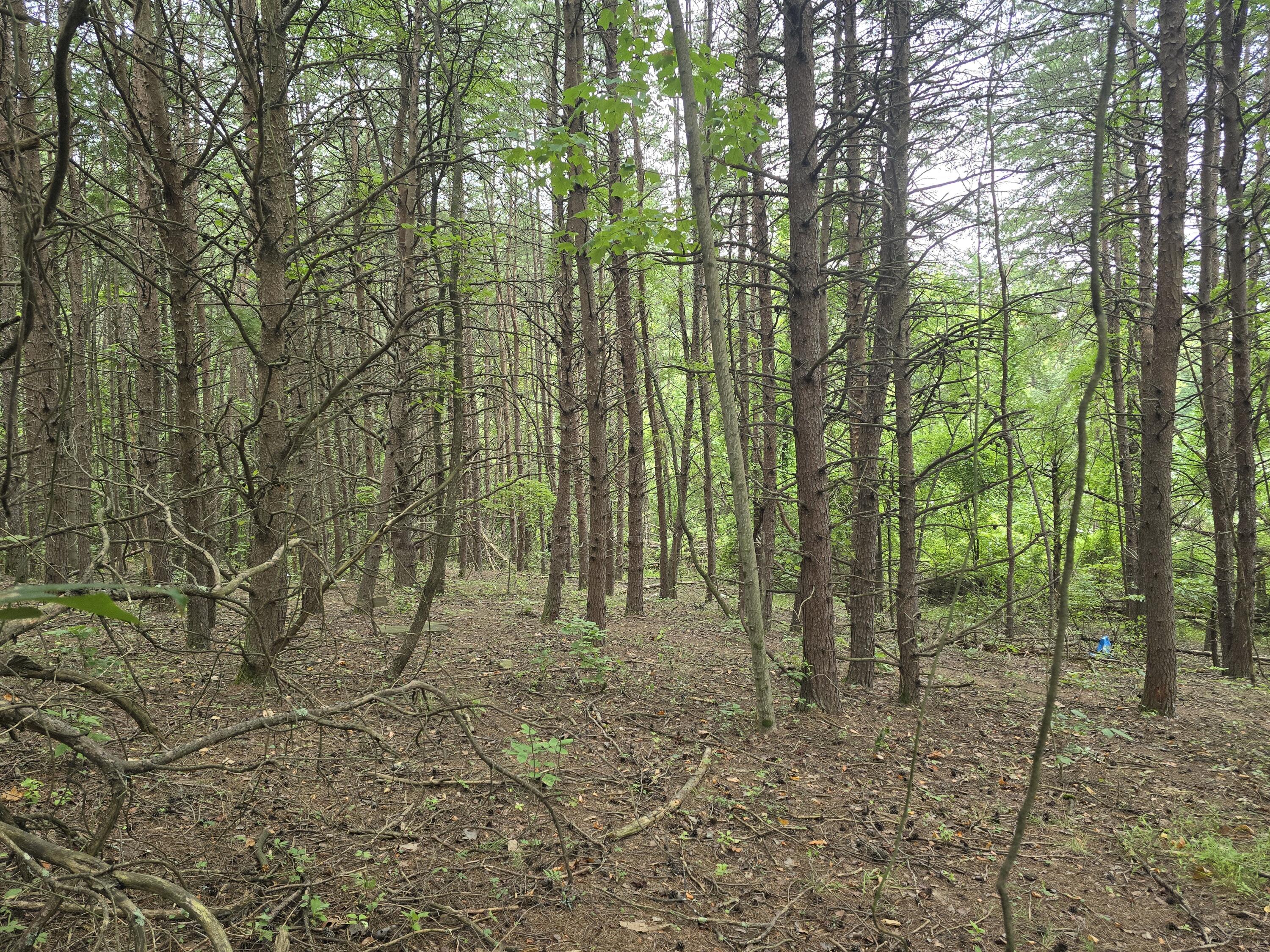 a view of outdoor space with lots of trees