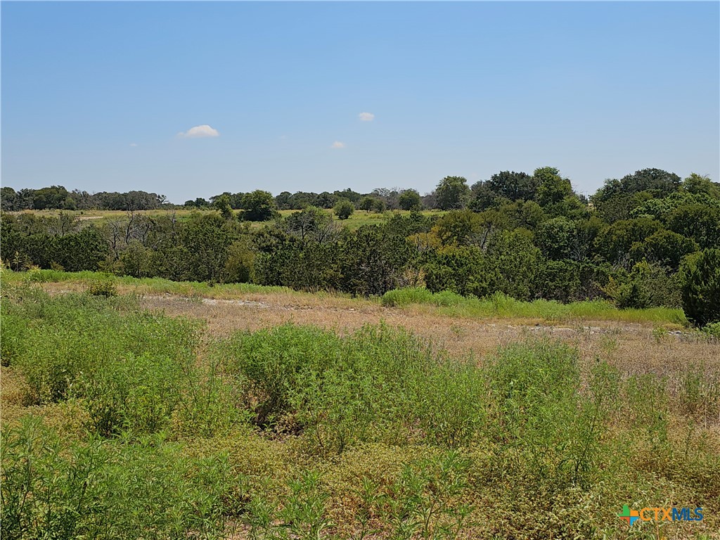 a view of a lush green space