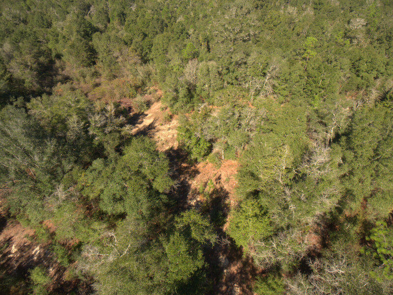 a view of a covered with large trees