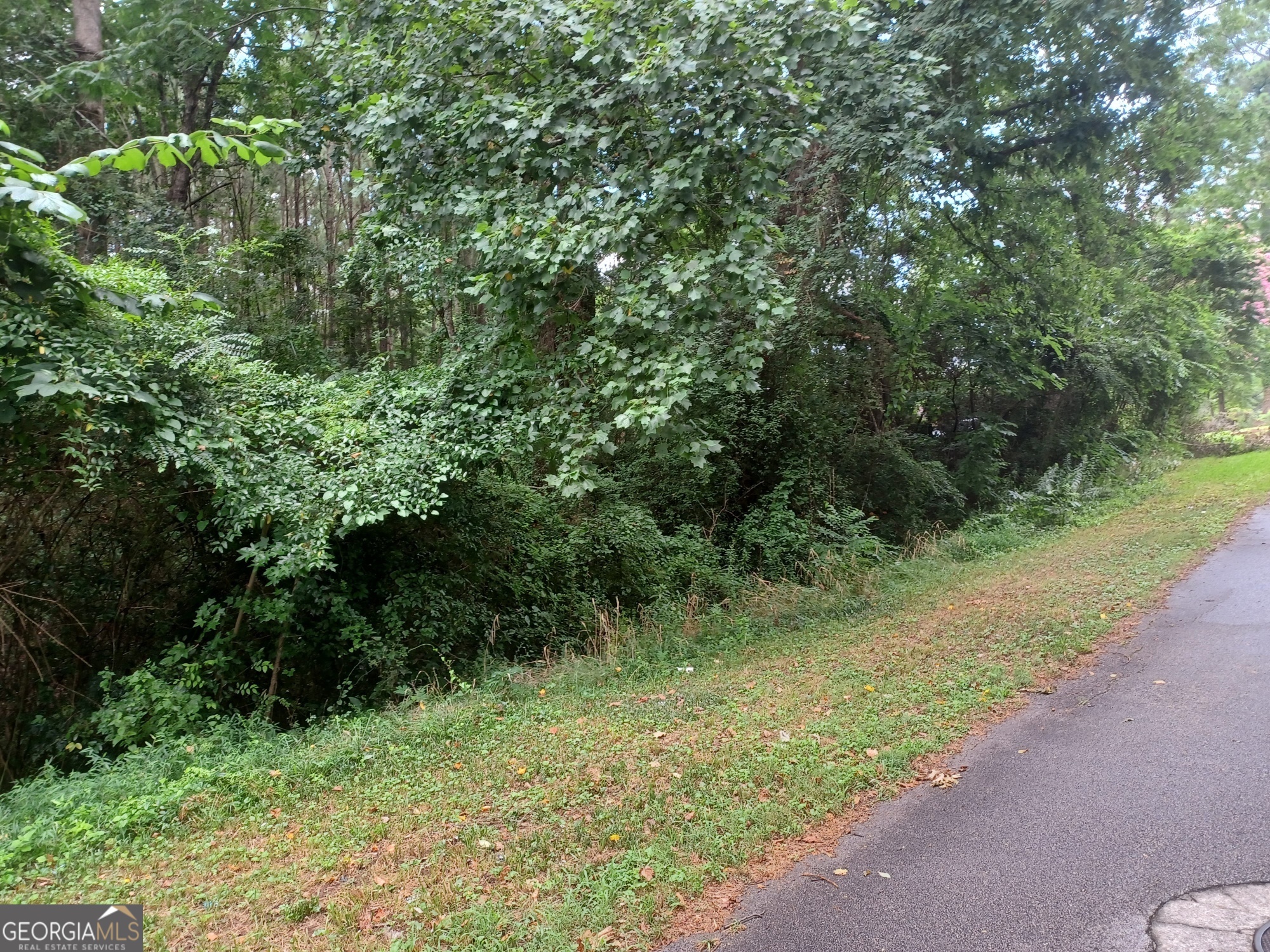 a view of a lush green forest