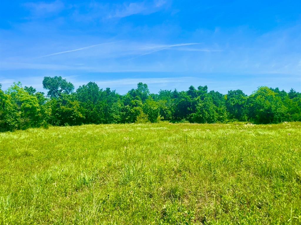 a view of a green field with plants in back yard