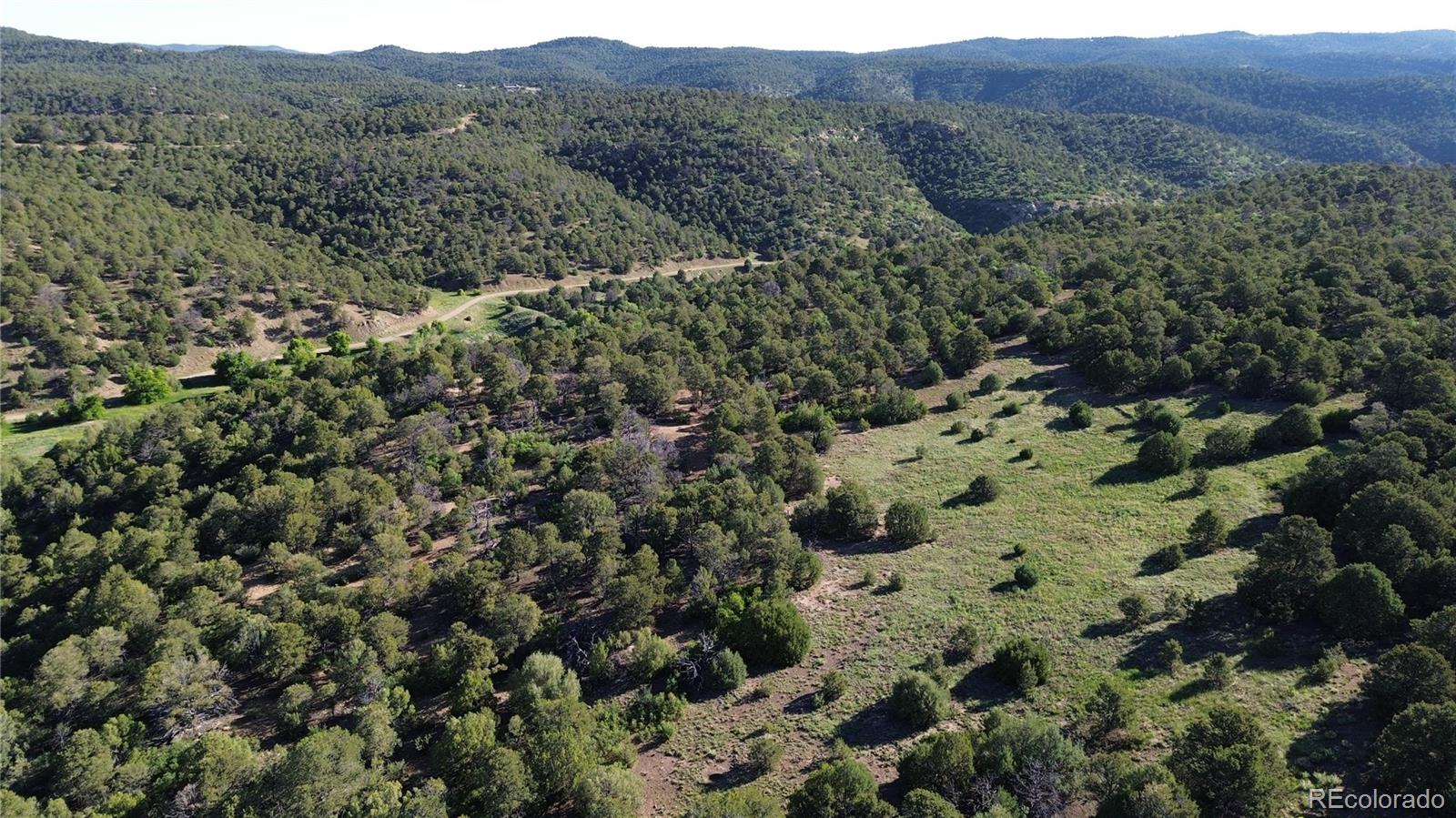 a view of a forest with a forest