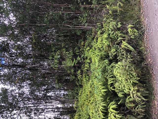 a view of a garden