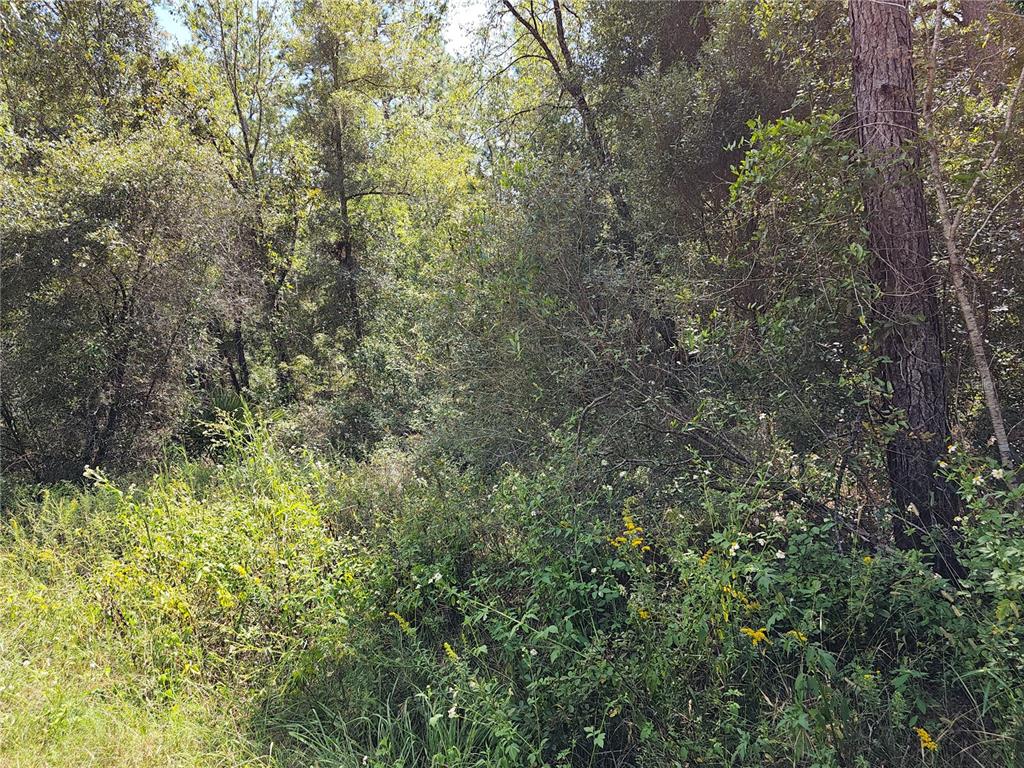 a view of a forest with a tree