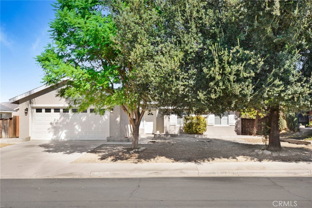 a view of a yard with plants and trees