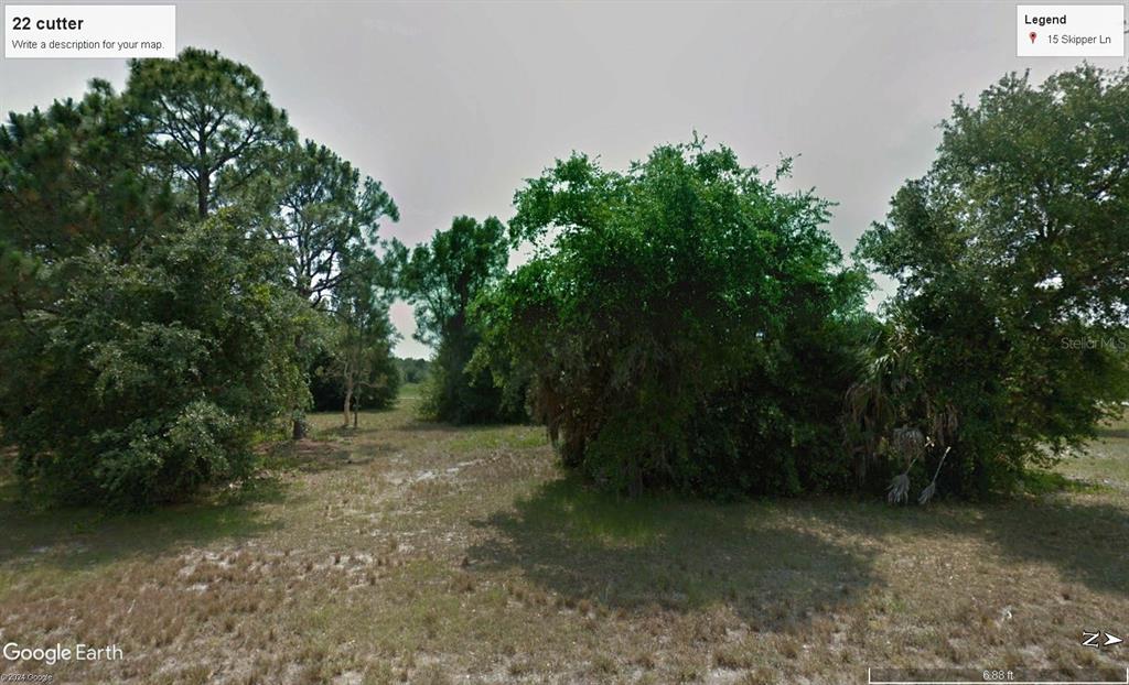 a view of a forest with trees in the background