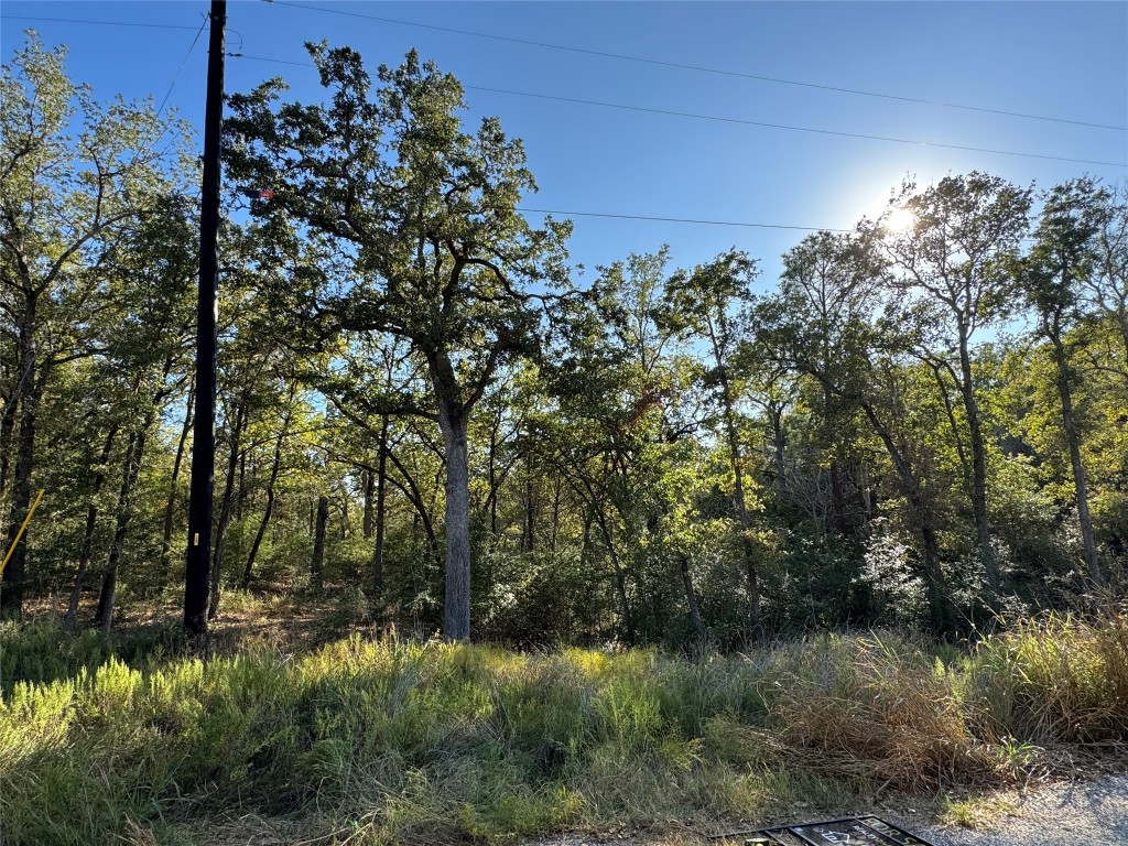 a view of a forest with a tree in a background