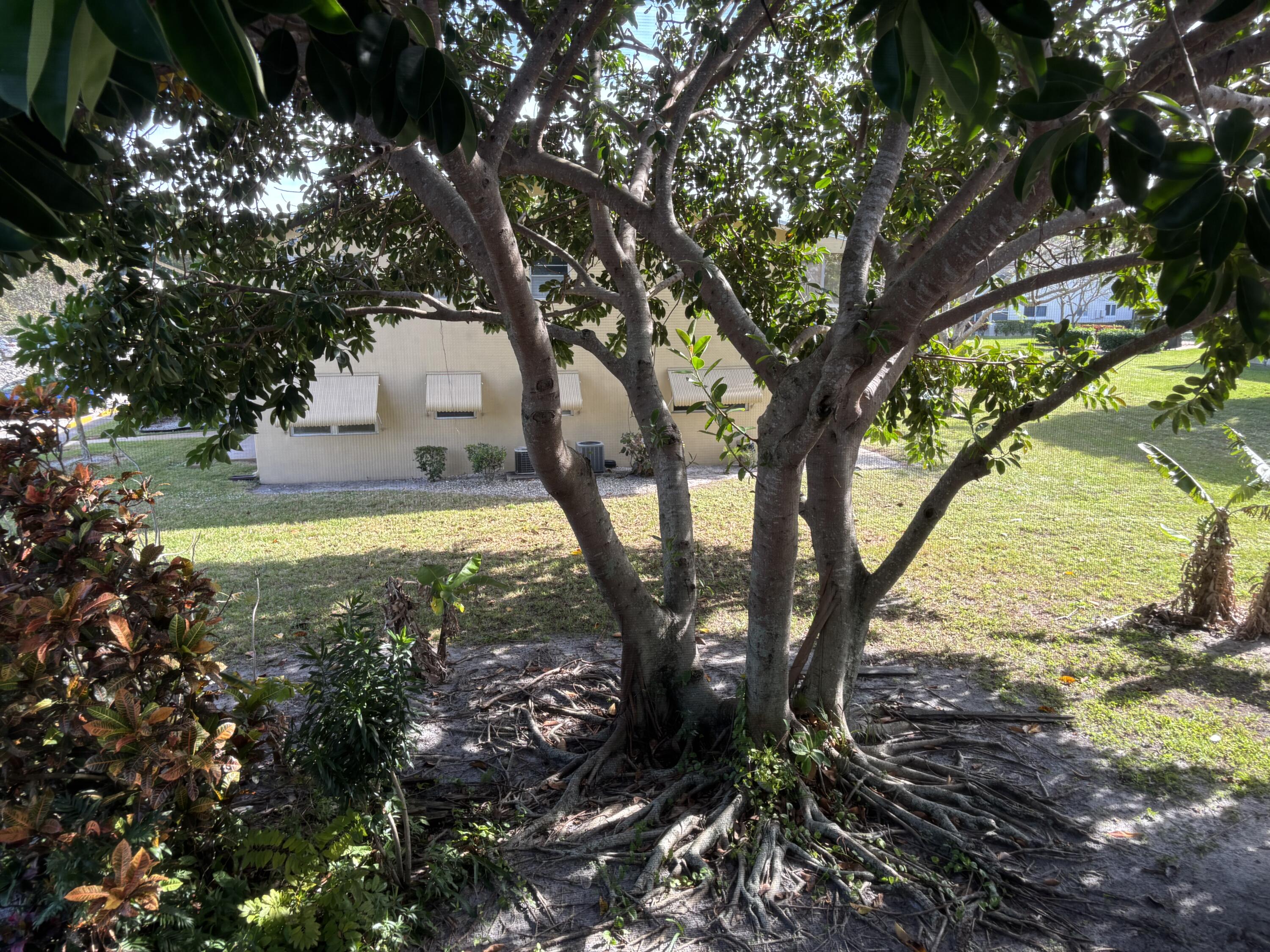 a view of yard with large trees