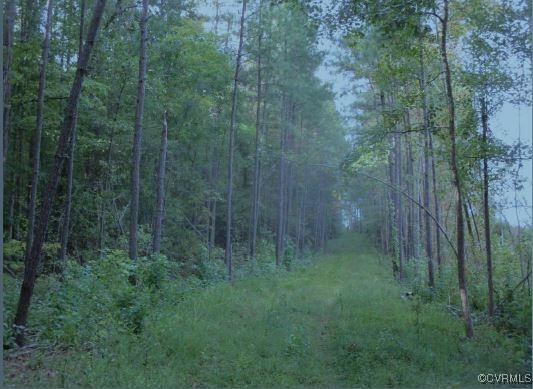 a view of a forest