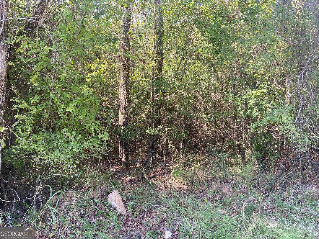 a view of a forest with lots of trees