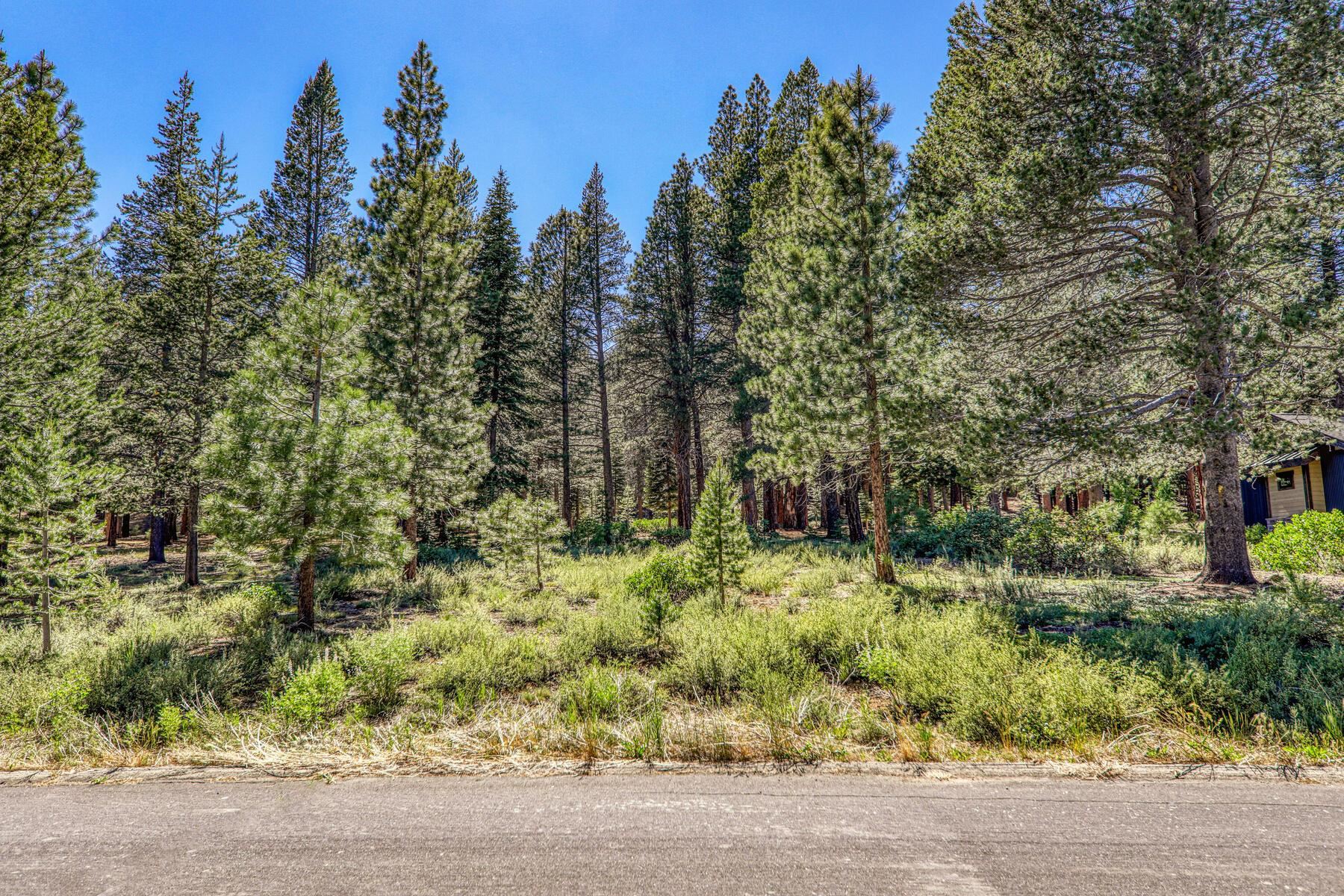 a view of a yard with large trees