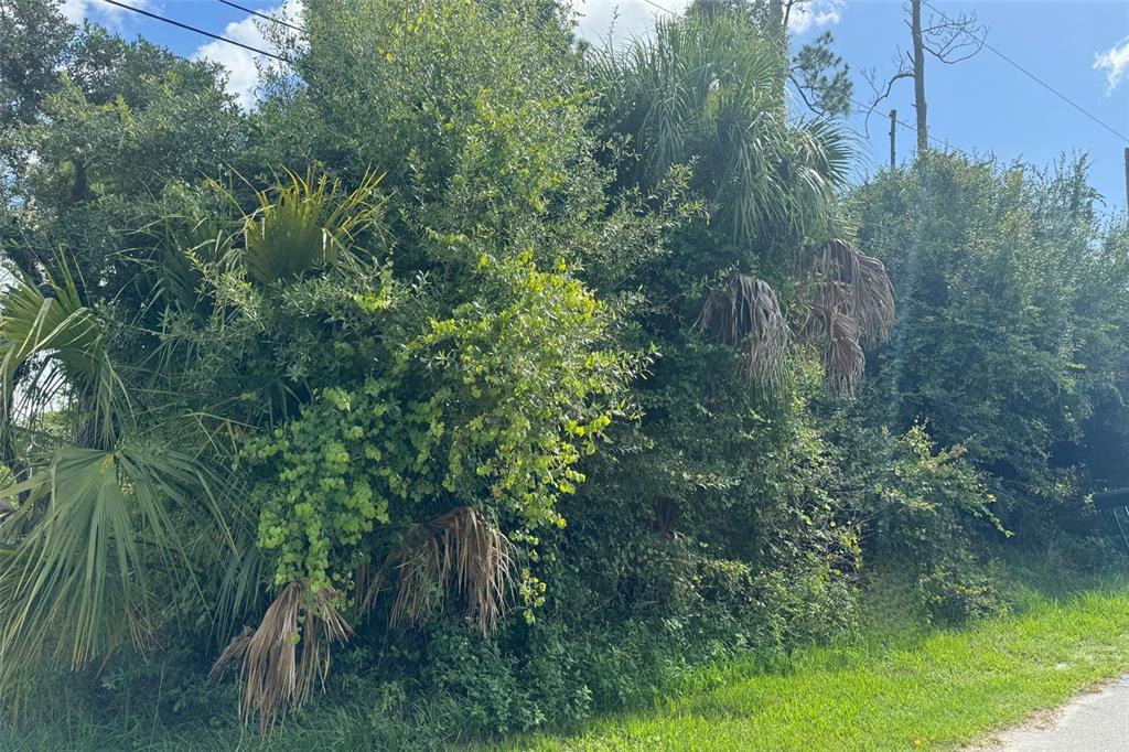 a view of a lush green forest