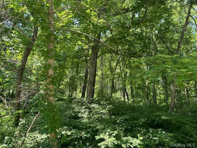 a view of a lush green forest