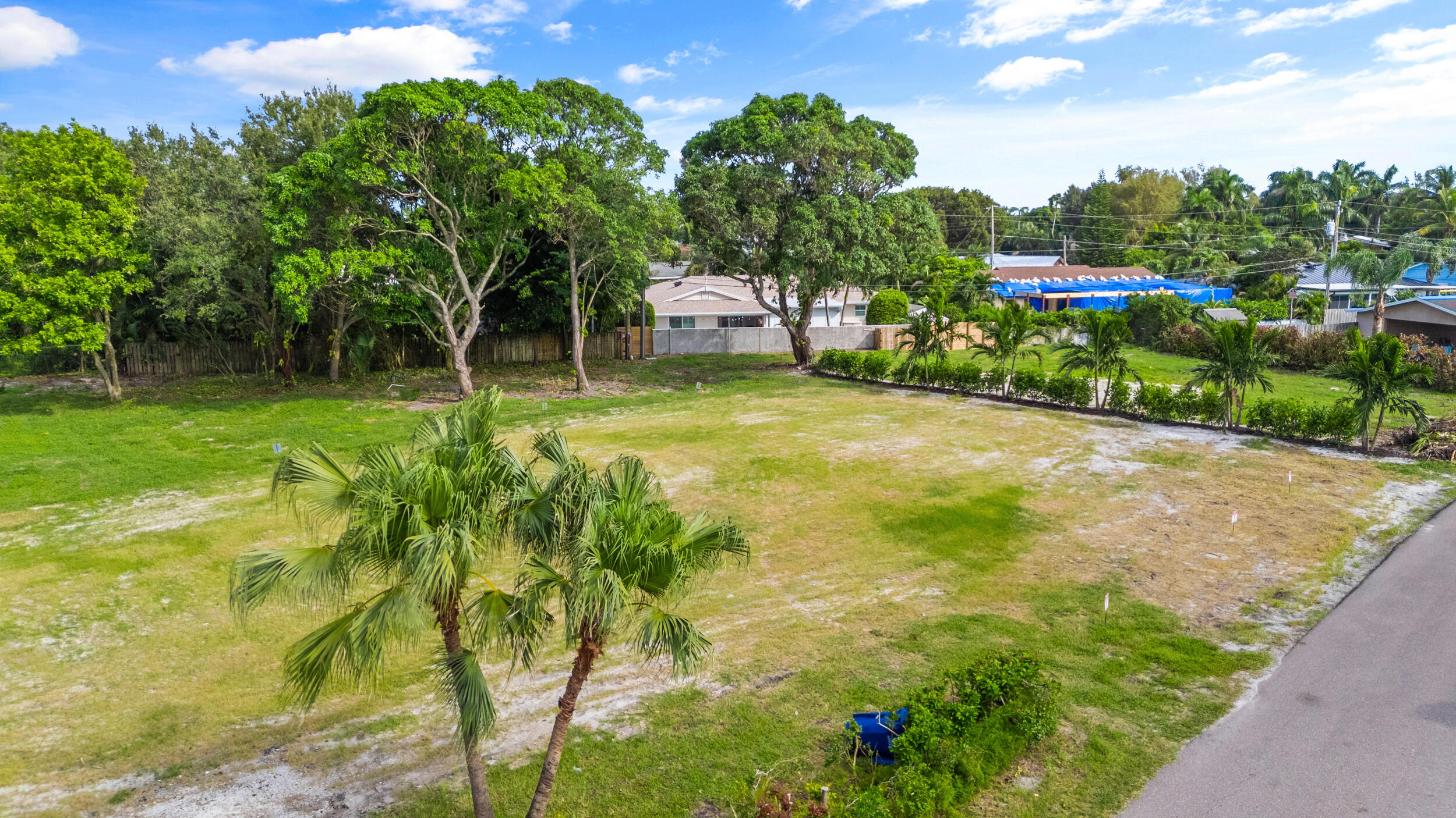 a view of a yard with plants and large trees