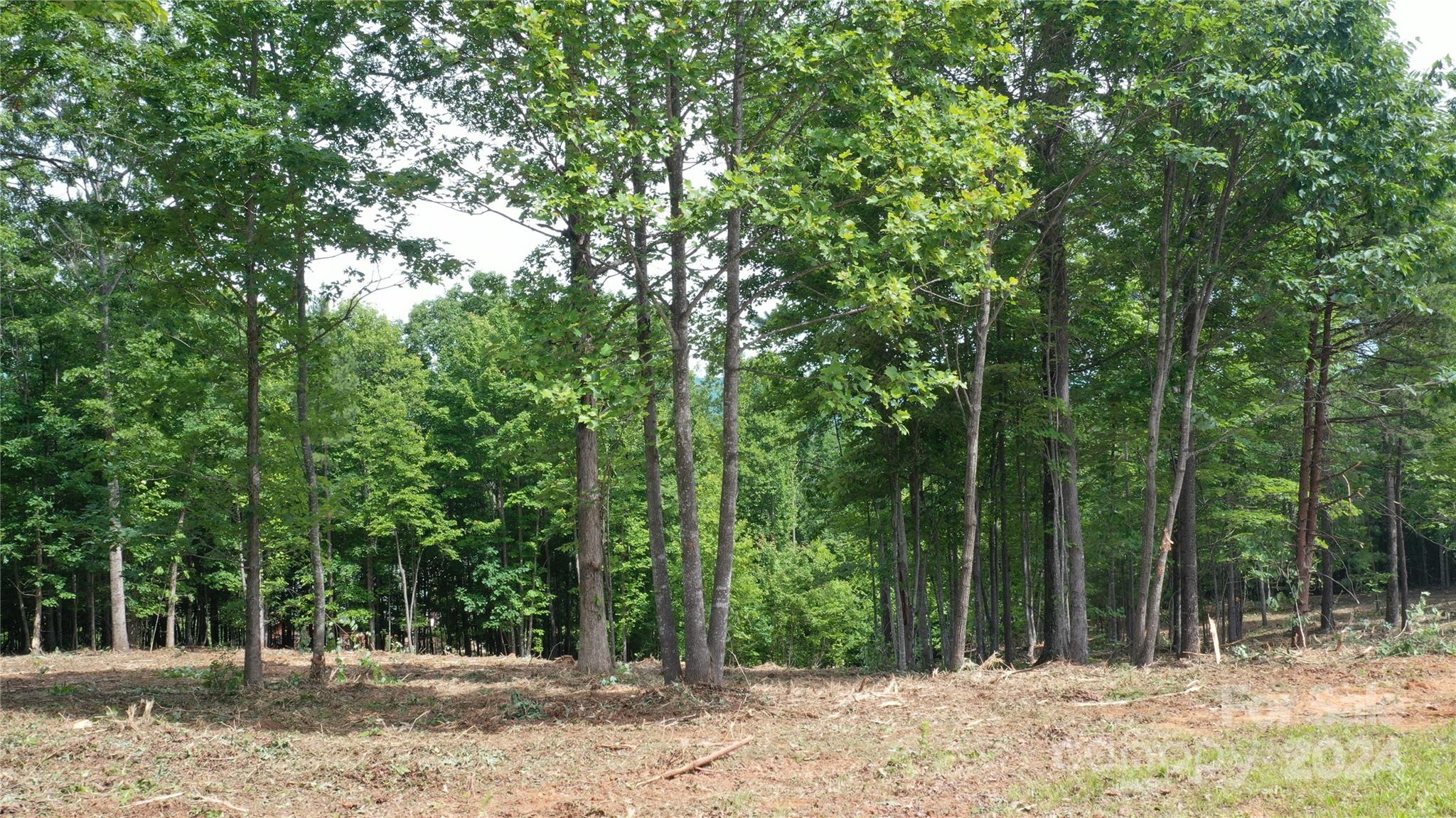 a view of a tree in a yard