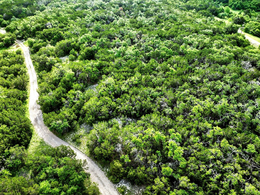 view of a lots of trees in a background