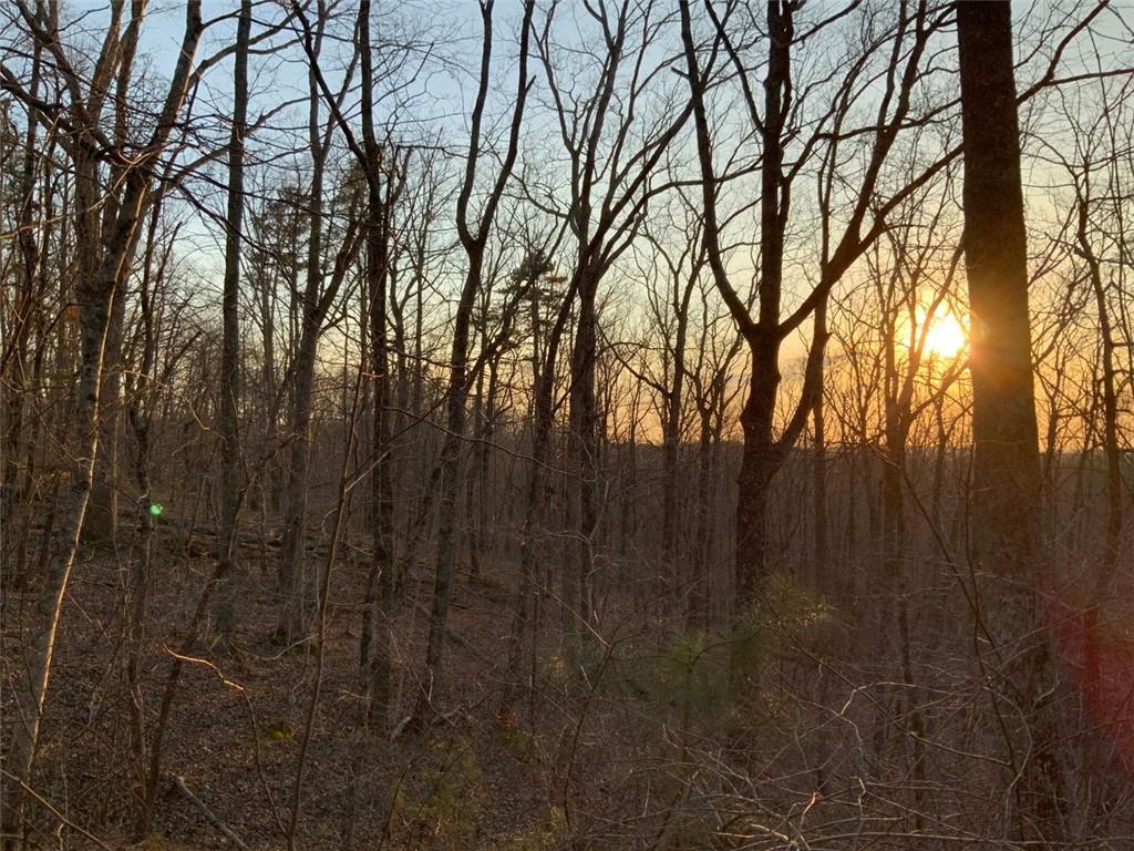 a view of forest