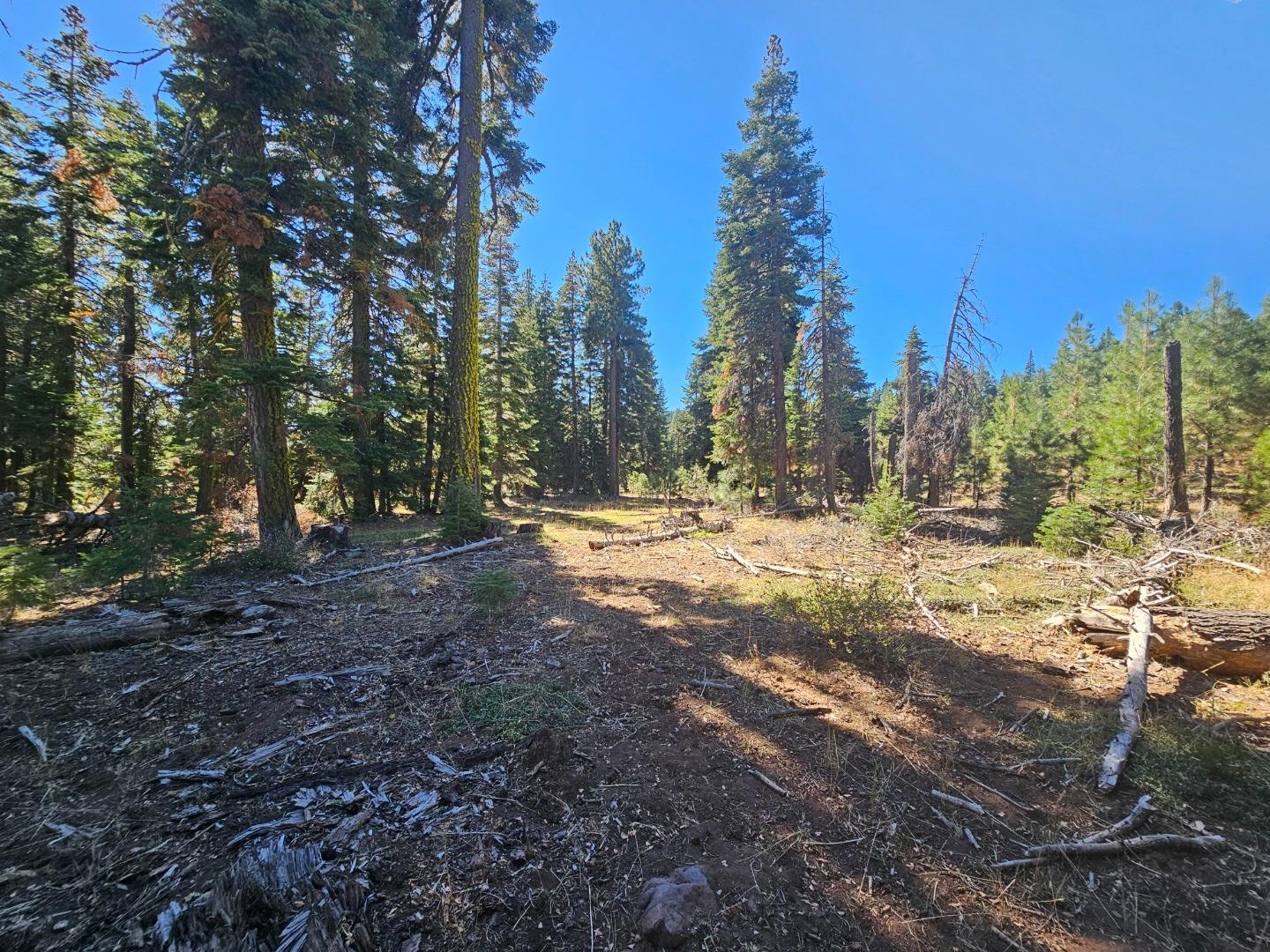 a view of covered with trees