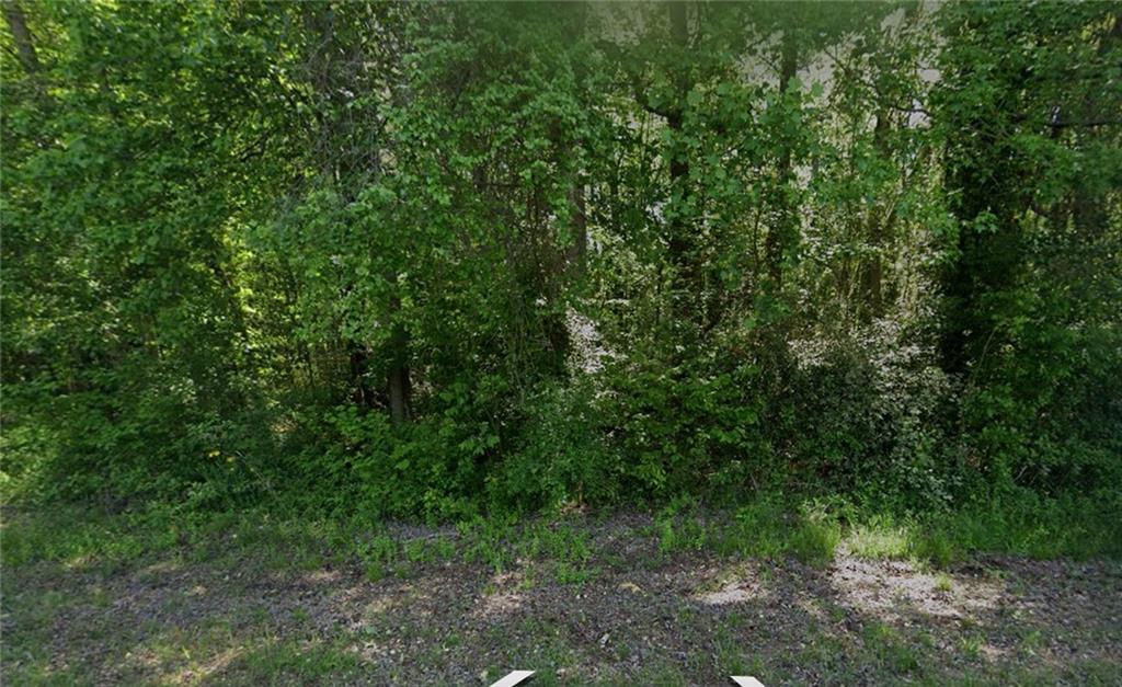 a view of a lush green forest