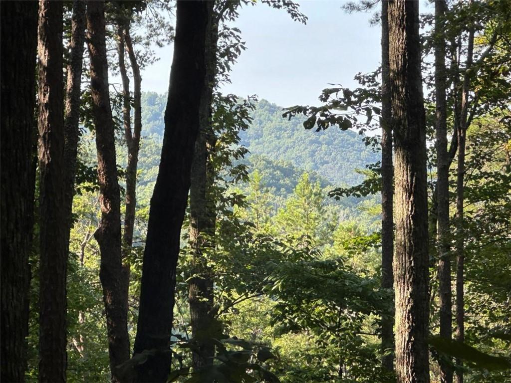 a view of a tree in the middle of a forest