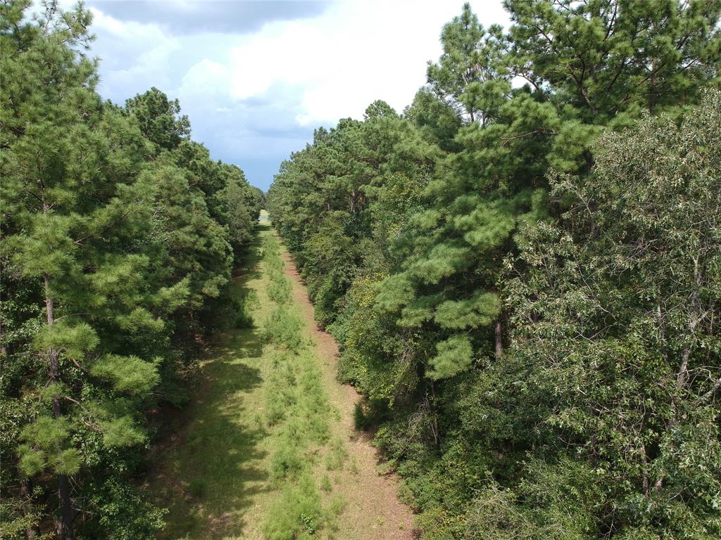 a view of a forest