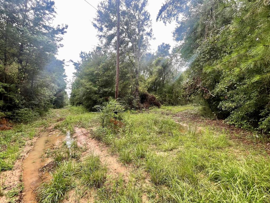 a view of a yard with plants and large trees