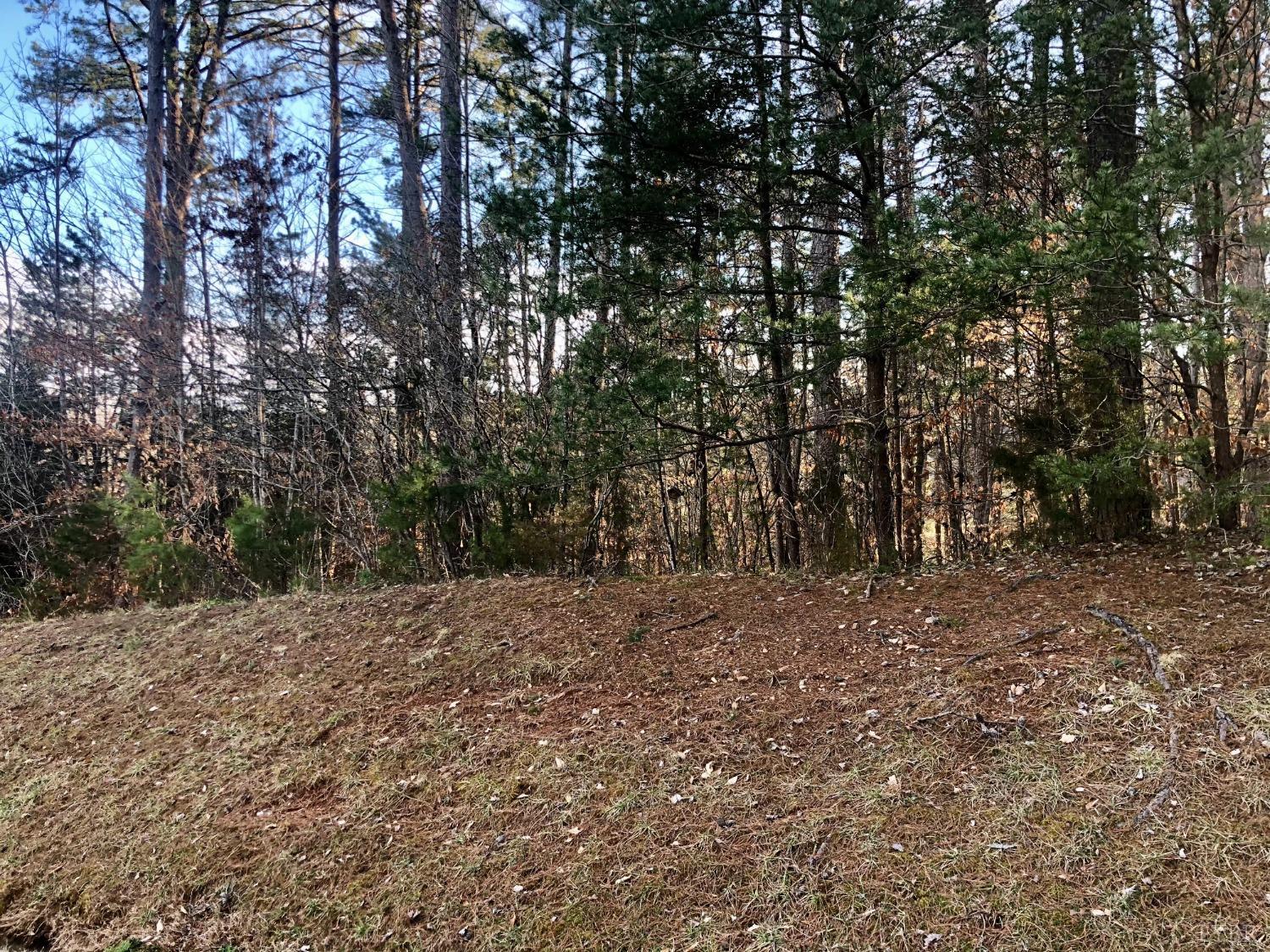 a view of a yard with large trees