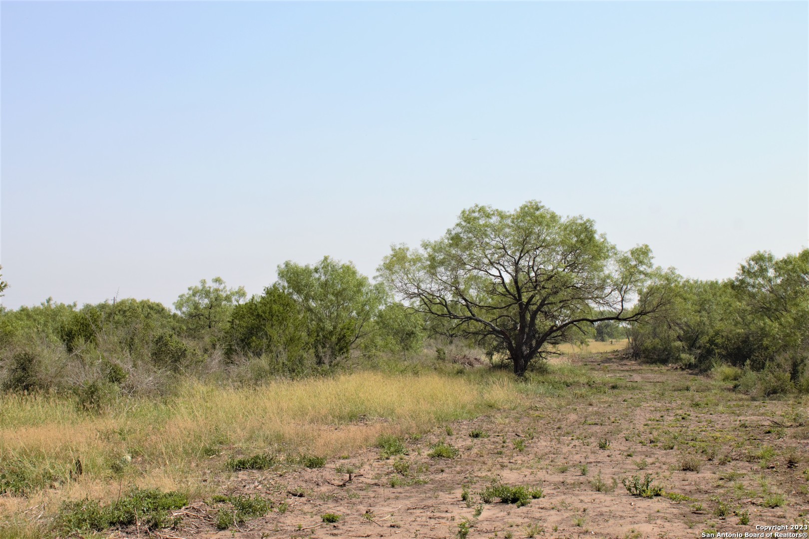 a view of a yard with a tree