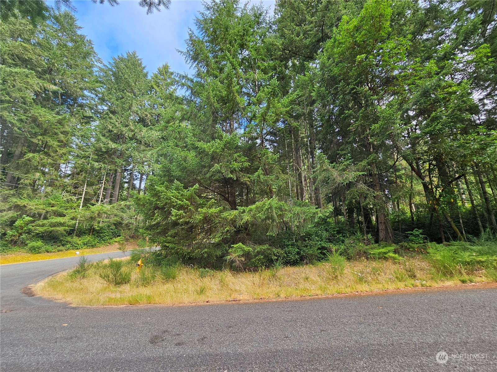 a view of a yard with large trees