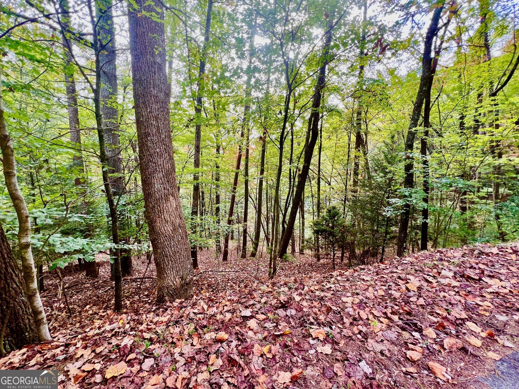 a backyard of a house with lots of trees