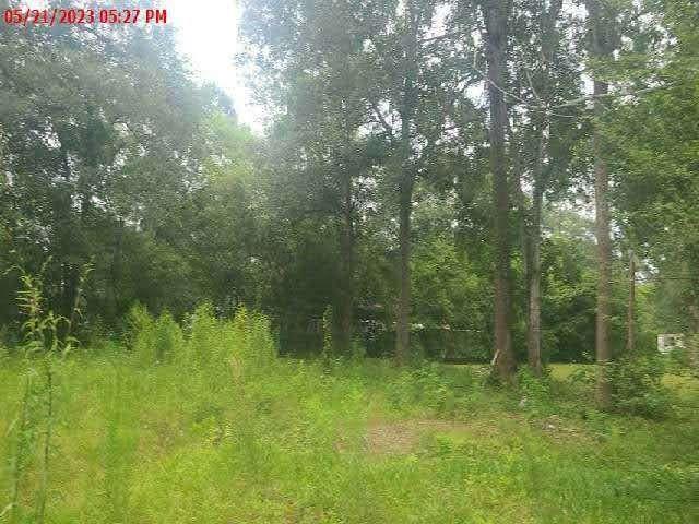 a view of a lush green forest