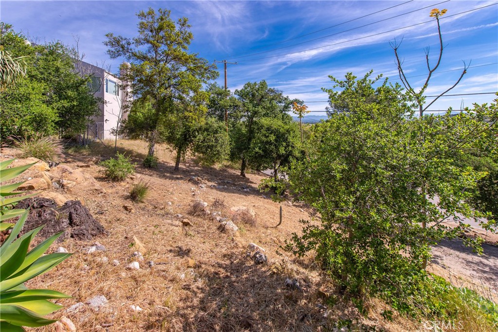 a view of a yard with plants and large trees