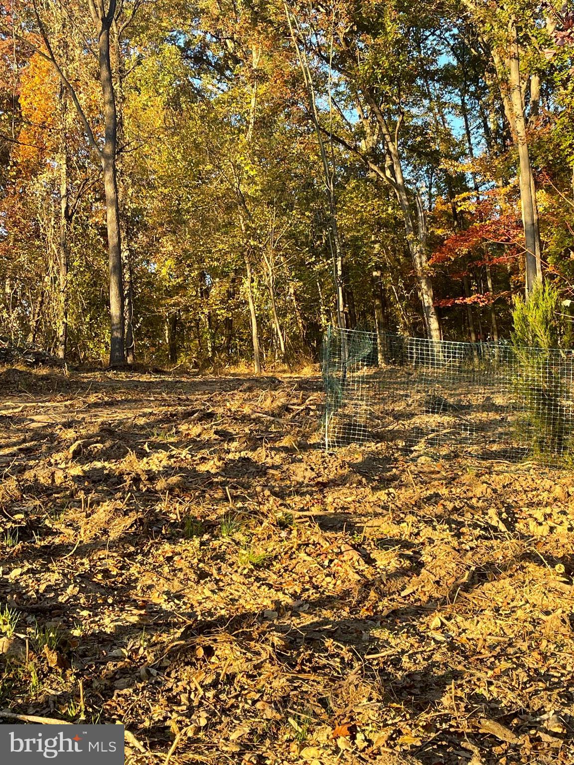 a view of yard with trees