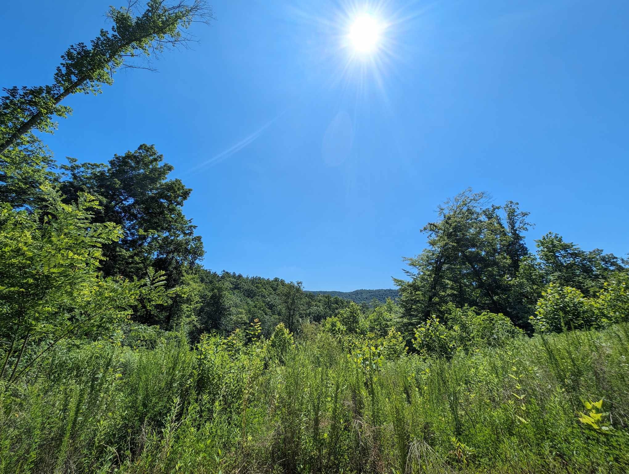 a view of a green field