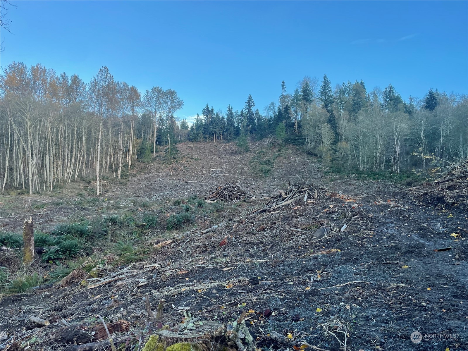 a view of a forest with trees in the background