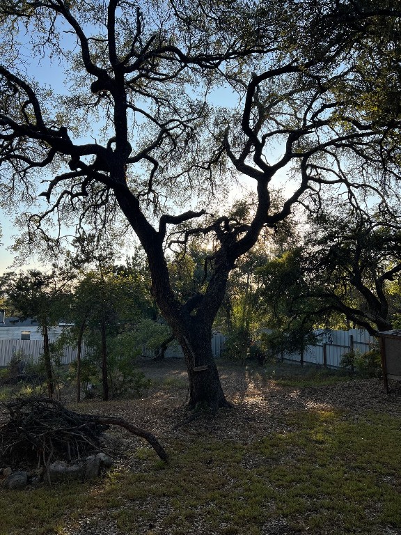 a big tree in middle of the garden