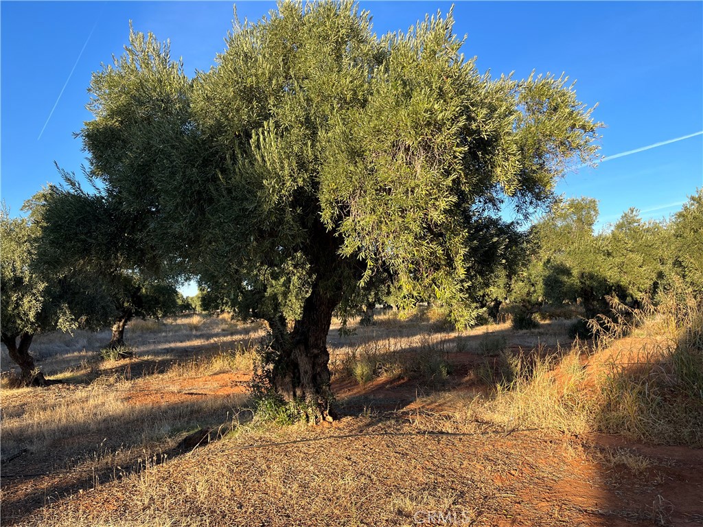 a view of a yard with plants and trees