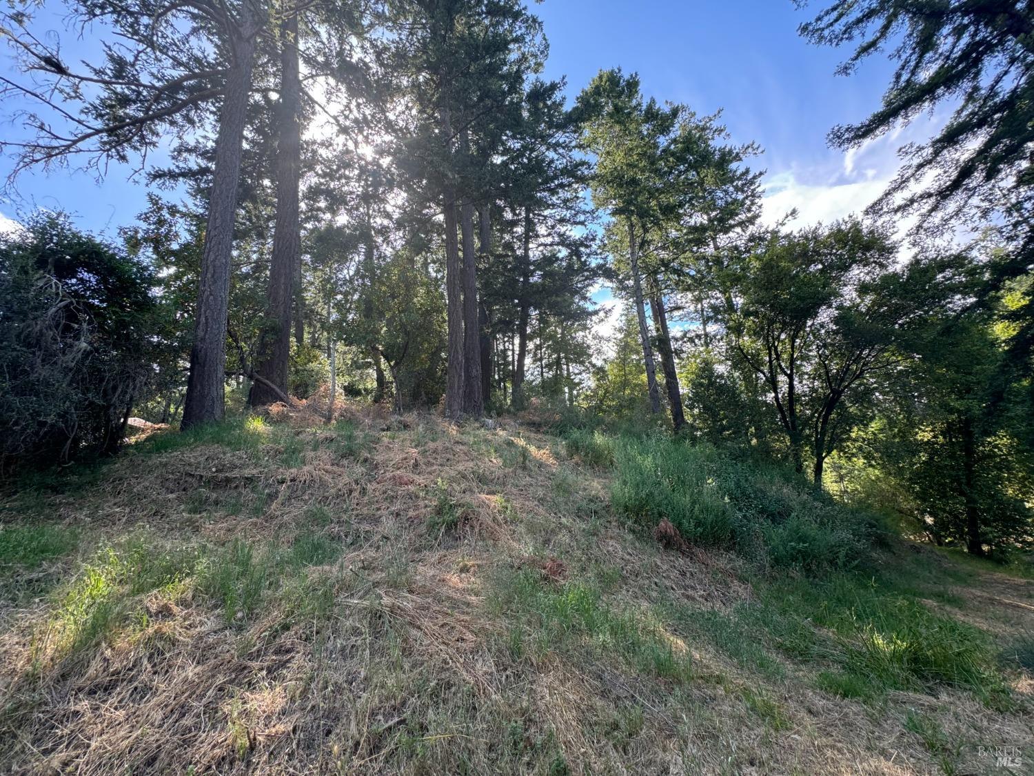 a view of a forest with trees in the background