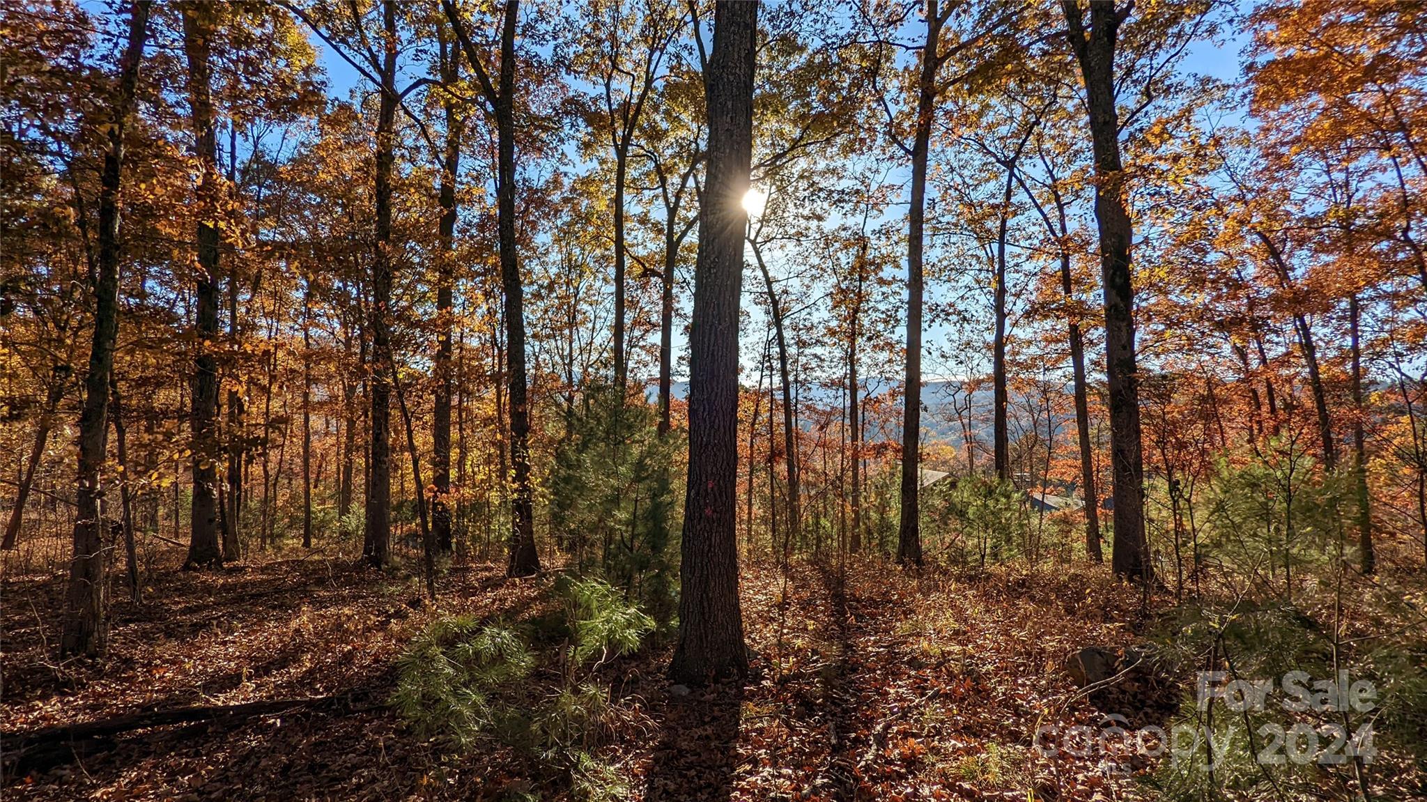 a view of forest