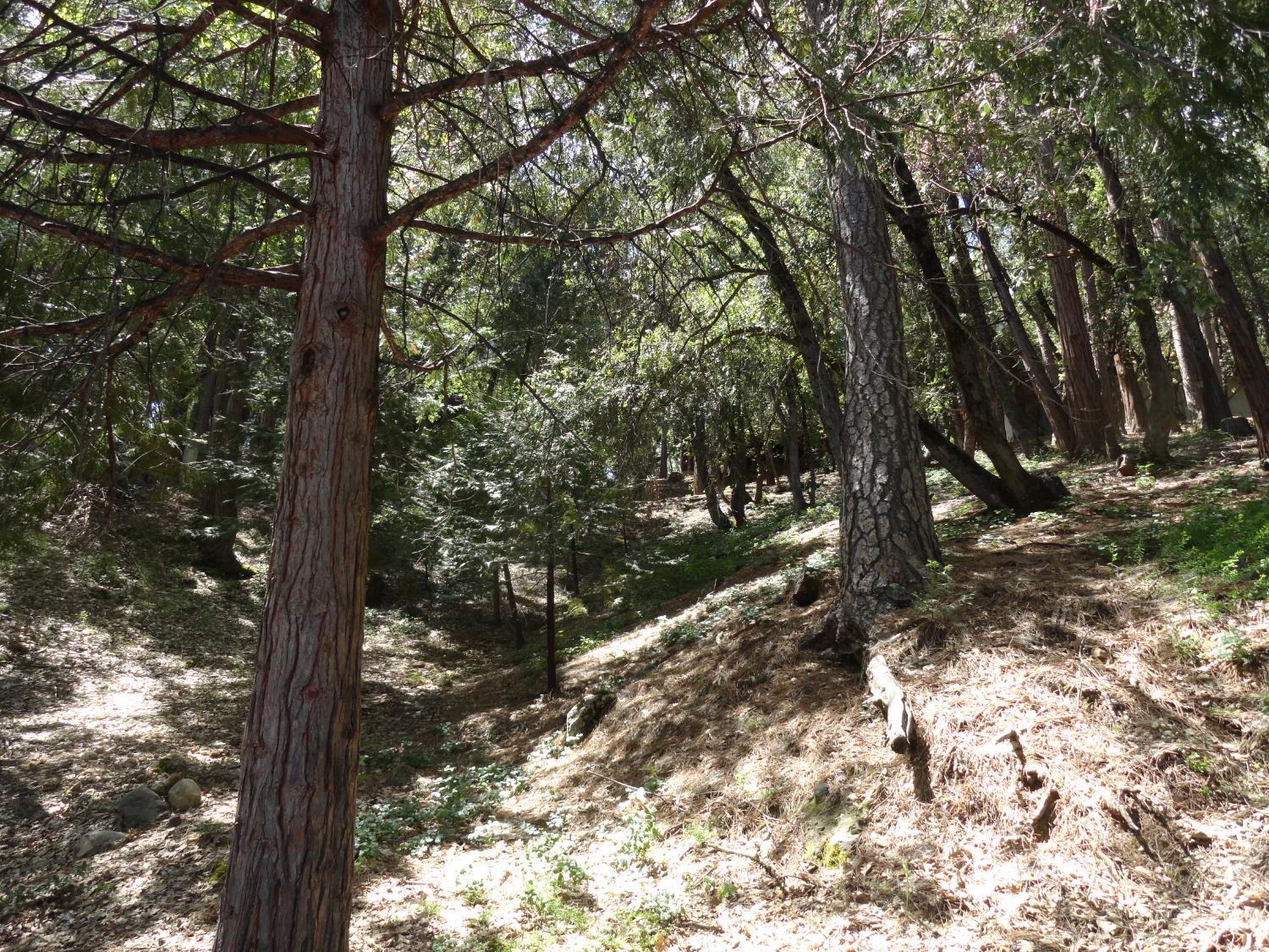 a view of a tree with a tree