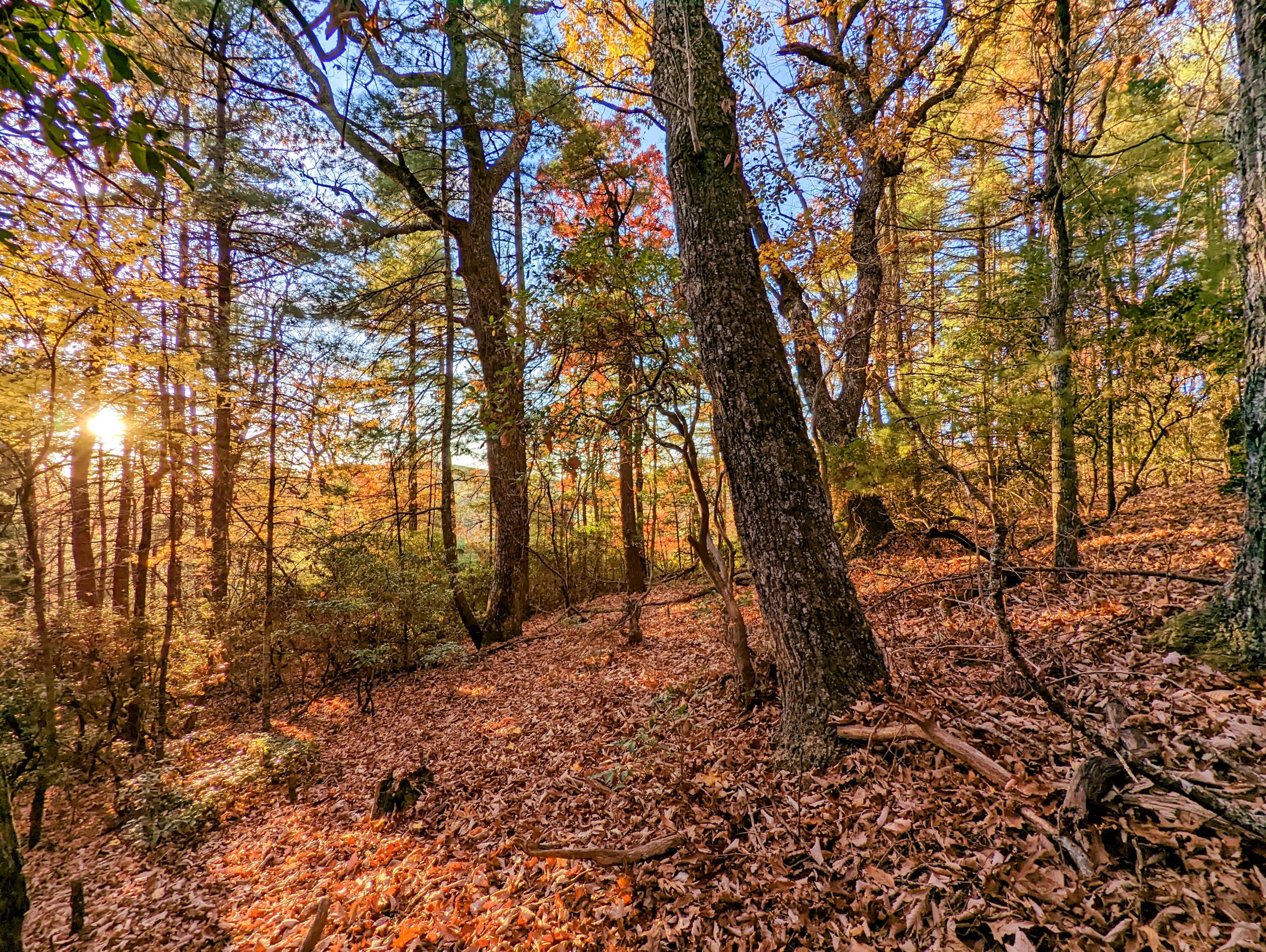 a backyard of a house with lots of trees