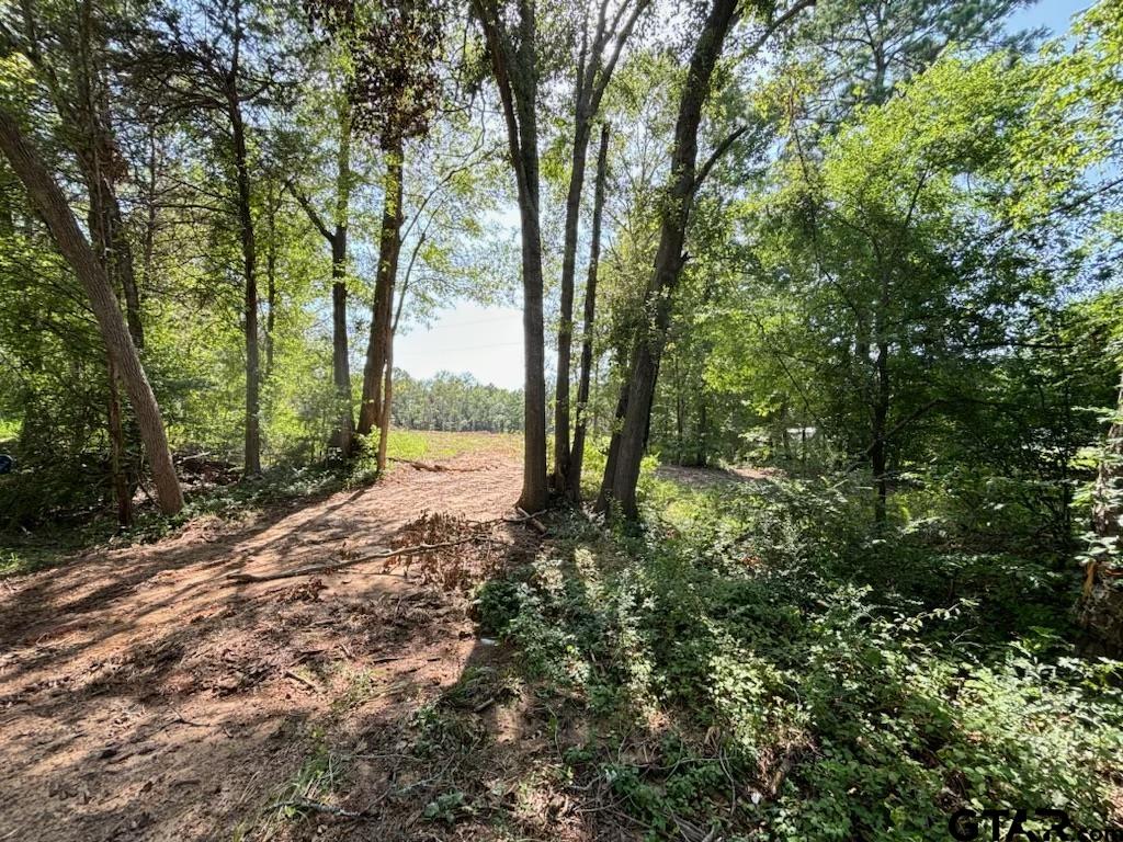 a view of a forest with trees in the background