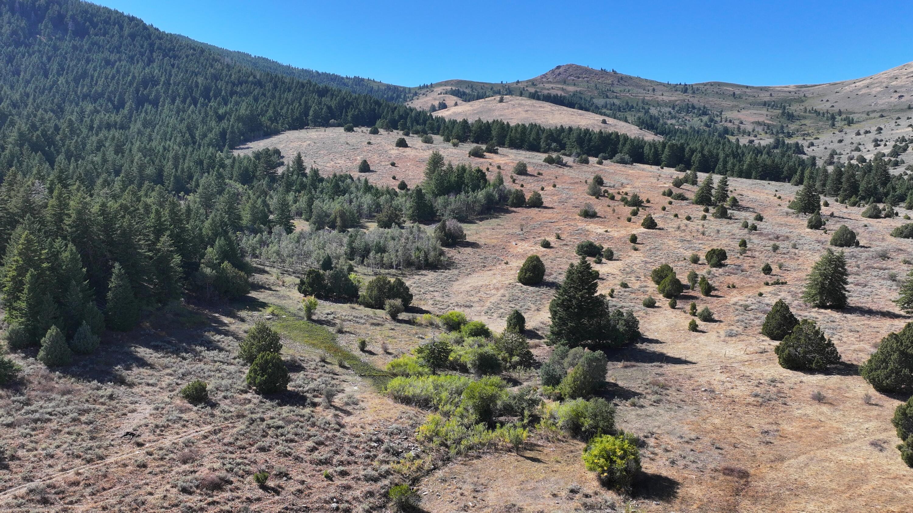 Mountain Meadow